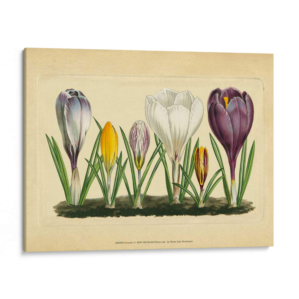 Crocus I - Vision Studio | Cuadro decorativo de Canvas Lab