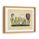 Crocus I - Vision Studio | Cuadro decorativo de Canvas Lab