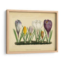 Crocus I - Vision Studio | Cuadro decorativo de Canvas Lab