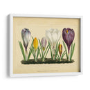 Crocus I - Vision Studio | Cuadro decorativo de Canvas Lab