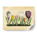 Crocus I - Vision Studio | Cuadro decorativo de Canvas Lab