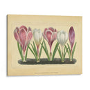 Crocus Ii - Vision Studio | Cuadro decorativo de Canvas Lab