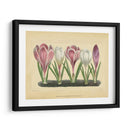 Crocus Ii - Vision Studio | Cuadro decorativo de Canvas Lab