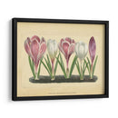 Crocus Ii - Vision Studio | Cuadro decorativo de Canvas Lab