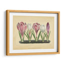 Crocus Ii - Vision Studio | Cuadro decorativo de Canvas Lab