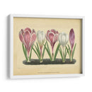 Crocus Ii - Vision Studio | Cuadro decorativo de Canvas Lab