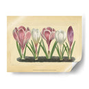 Crocus Ii - Vision Studio | Cuadro decorativo de Canvas Lab