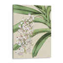 Floraciones De Orquídeas I - Vision Studio | Cuadro decorativo de Canvas Lab