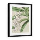 Floraciones De Orquídeas I - Vision Studio | Cuadro decorativo de Canvas Lab