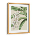 Floraciones De Orquídeas I - Vision Studio | Cuadro decorativo de Canvas Lab