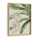 Floraciones De Orquídeas I - Vision Studio | Cuadro decorativo de Canvas Lab