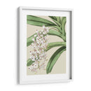 Floraciones De Orquídeas I - Vision Studio | Cuadro decorativo de Canvas Lab