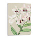 Orchid Blooms Ii - Vision Studio | Cuadro decorativo de Canvas Lab