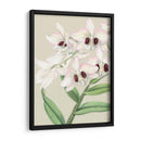 Orchid Blooms Ii - Vision Studio | Cuadro decorativo de Canvas Lab