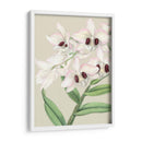 Orchid Blooms Ii - Vision Studio | Cuadro decorativo de Canvas Lab