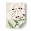 Orchid Blooms Ii - Vision Studio | Cuadro decorativo de Canvas Lab