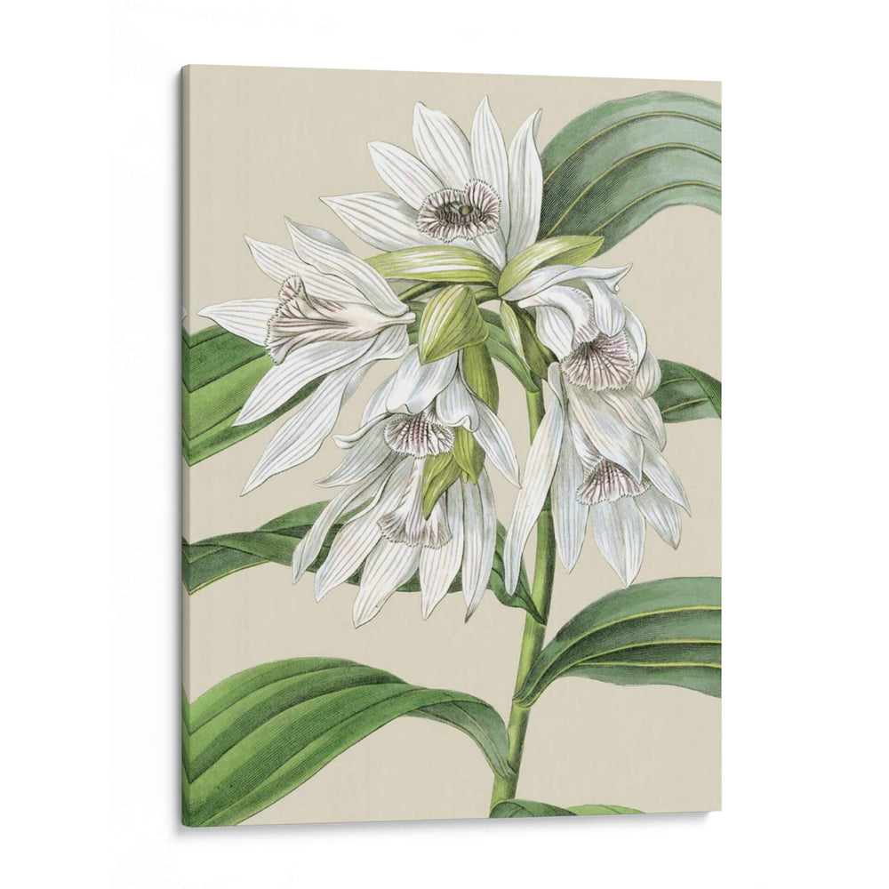 Orchid Blooms Iii - Vision Studio | Cuadro decorativo de Canvas Lab