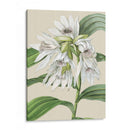 Orchid Blooms Iii - Vision Studio | Cuadro decorativo de Canvas Lab