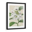 Orchid Blooms Iii - Vision Studio | Cuadro decorativo de Canvas Lab