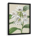 Orchid Blooms Iii - Vision Studio | Cuadro decorativo de Canvas Lab