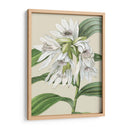 Orchid Blooms Iii - Vision Studio | Cuadro decorativo de Canvas Lab