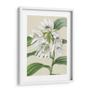 Orchid Blooms Iii - Vision Studio | Cuadro decorativo de Canvas Lab