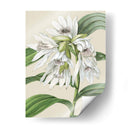 Orchid Blooms Iii - Vision Studio | Cuadro decorativo de Canvas Lab