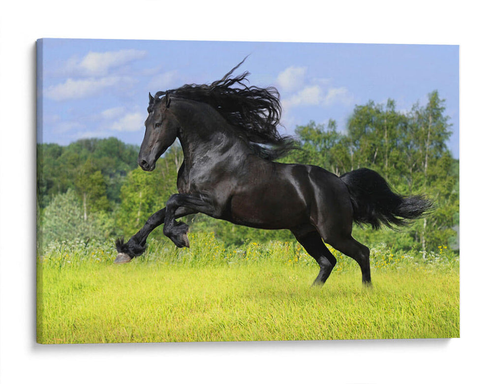 Caballo negro | Cuadro decorativo de Canvas Lab