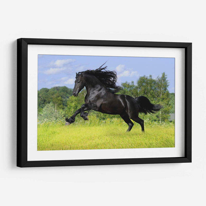 Caballo negro | Cuadro decorativo de Canvas Lab