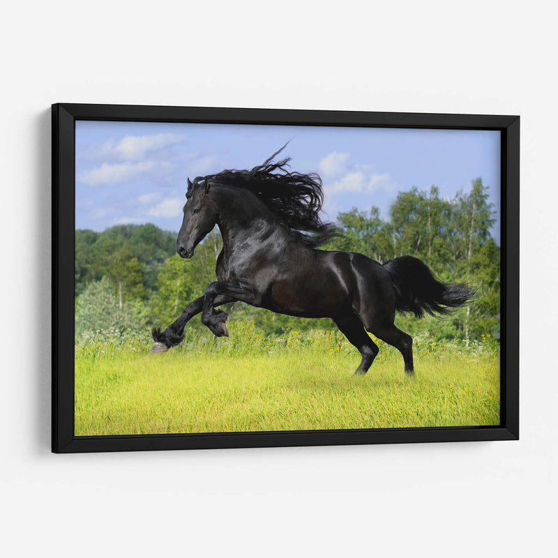 Caballo negro | Cuadro decorativo de Canvas Lab