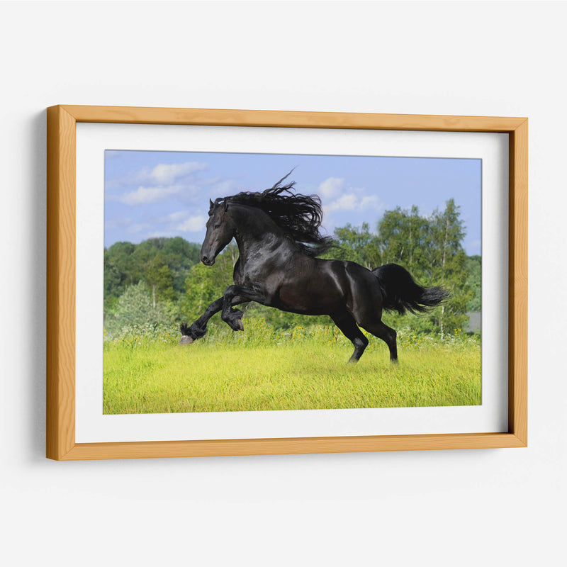Caballo negro | Cuadro decorativo de Canvas Lab