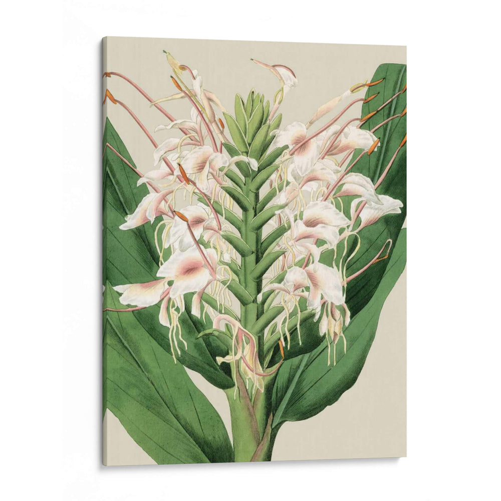 Orchid Blooms Iv - Vision Studio | Cuadro decorativo de Canvas Lab