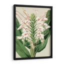 Orchid Blooms Iv - Vision Studio | Cuadro decorativo de Canvas Lab