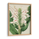 Orchid Blooms Iv - Vision Studio | Cuadro decorativo de Canvas Lab