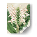 Orchid Blooms Iv - Vision Studio | Cuadro decorativo de Canvas Lab