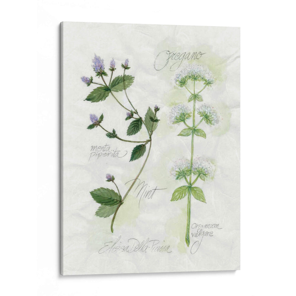 Orégano Y Menta - Elissa Della-Piana | Cuadro decorativo de Canvas Lab