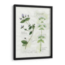 Orégano Y Menta - Elissa Della-Piana | Cuadro decorativo de Canvas Lab