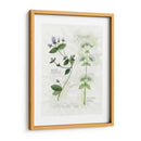 Orégano Y Menta - Elissa Della-Piana | Cuadro decorativo de Canvas Lab
