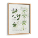 Orégano Y Menta - Elissa Della-Piana | Cuadro decorativo de Canvas Lab