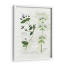 Orégano Y Menta - Elissa Della-Piana | Cuadro decorativo de Canvas Lab