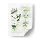 Orégano Y Menta - Elissa Della-Piana | Cuadro decorativo de Canvas Lab