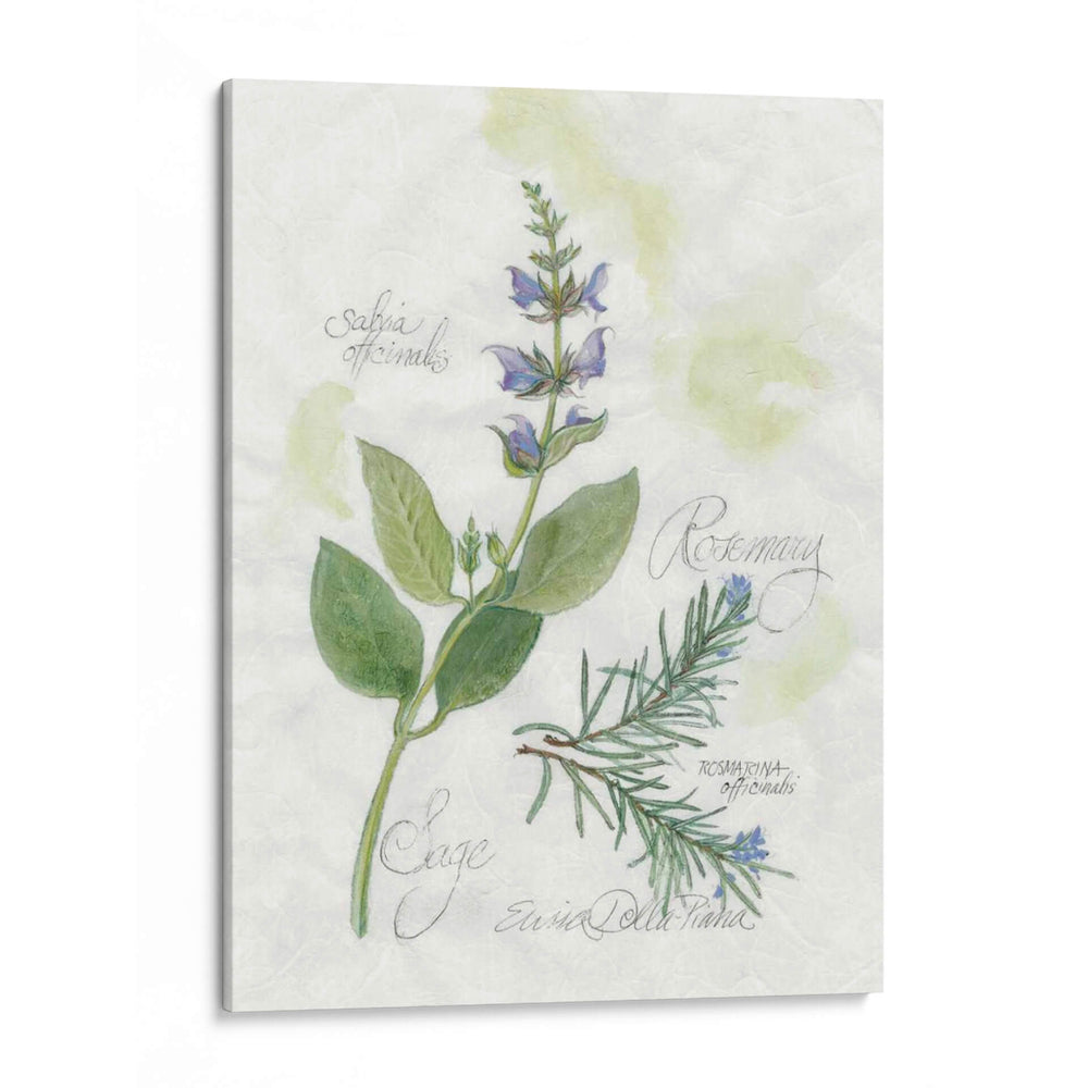 Rosemary Y Sage - Elissa Della-Piana | Cuadro decorativo de Canvas Lab