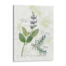 Rosemary Y Sage - Elissa Della-Piana | Cuadro decorativo de Canvas Lab