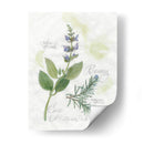 Rosemary Y Sage - Elissa Della-Piana | Cuadro decorativo de Canvas Lab