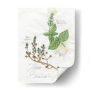 Albahaca Y Tomillo - Elissa Della-Piana | Cuadro decorativo de Canvas Lab