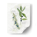 Hoja De Laurel Y Enebro - Elissa Della-Piana | Cuadro decorativo de Canvas Lab