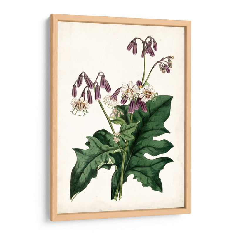 Lavanda Florals Vii - Curtis | Cuadro decorativo de Canvas Lab