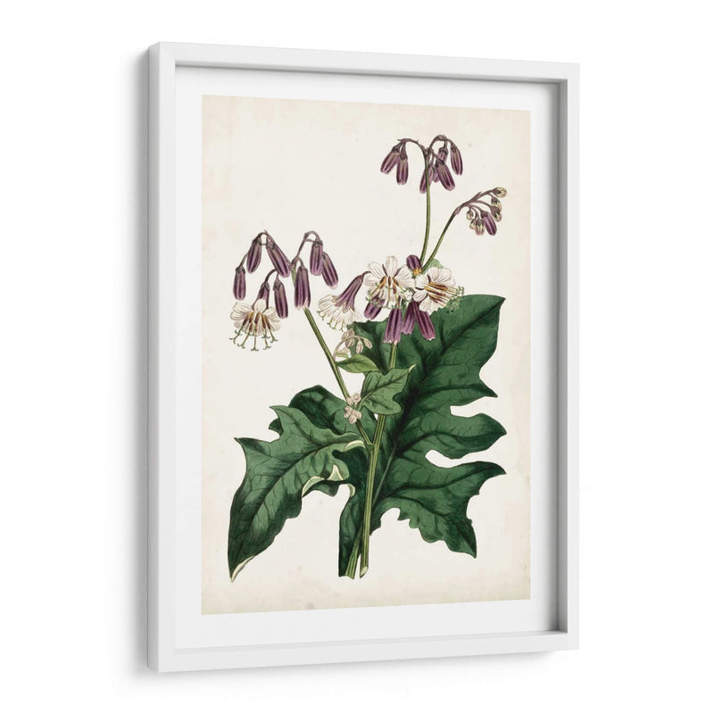 Lavanda Florals Vii - Curtis | Cuadro decorativo de Canvas Lab