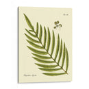 Helecho Antiguo I - Vision Studio | Cuadro decorativo de Canvas Lab