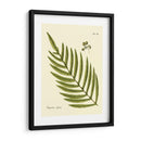 Helecho Antiguo I - Vision Studio | Cuadro decorativo de Canvas Lab